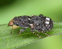 Image result for Coleoptera Curculionoidea