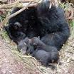 Hibernation - Wikipedia, the free encyclopedia