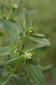 Attēlu rezultāti vaicājumam “Lithospermum officinale leaf”