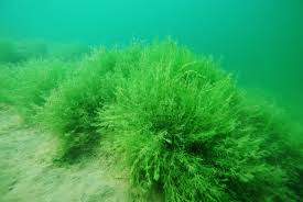 Attēlu rezultāti vaicājumam “Chara globularis”