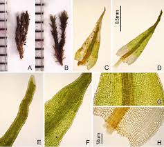 Attēlu rezultāti vaicājumam “Didymodon rigidulus sporophyte”