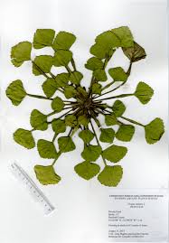 Attēlu rezultāti vaicājumam “Trapa natans”