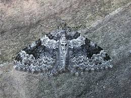 Attēlu rezultāti vaicājumam “Xanthorhoe fluctuata”