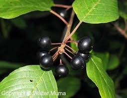 Attēlu rezultāti vaicājumam “Frangula alnus fruit”