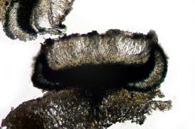 Attēlu rezultāti vaicājumam “Megalaria grossa”