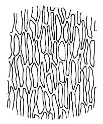 Attēlu rezultāti vaicājumam “Straminergon stramineum”