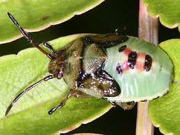 Attēlu rezultāti vaicājumam “Elasmostethus interstinctus nymph”