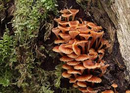 Attēlu rezultāti vaicājumam “Xeromphalina campanella”