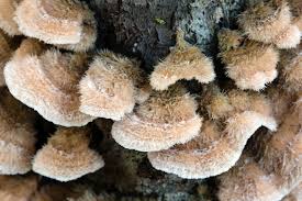 Attēlu rezultāti vaicājumam “Stereum hirsutum”