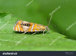 Attēlu rezultāti vaicājumam “Olethreutes arcuella”