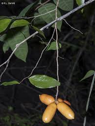 Attēlu rezultāti vaicājumam “Hordelymus europaeus fruit”