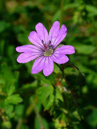 Attēlu rezultāti vaicājumam “Geranium pyrenaicum flower”