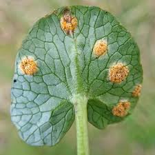 Attēlu rezultāti vaicājumam “Uromyces dactylidis”