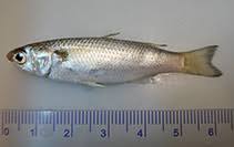 Image result for Mugil