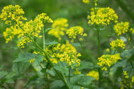 Attēlu rezultāti vaicājumam “Sinapis alba flower”