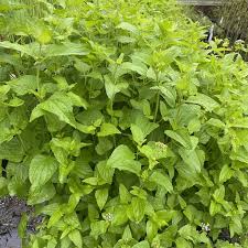 Attēlu rezultāti vaicājumam “Enteridium corticatum”