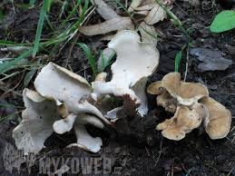 Attēlu rezultāti vaicājumam “Polyporus melanopus”