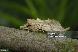 Attēlu rezultāti vaicājumam “Pterostoma palpina larva”