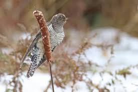 Attēlu rezultāti vaicājumam “Cuculus canorus juvenile”