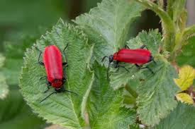 Attēlu rezultāti vaicājumam “Pyrochroa coccinea”