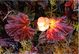 Attēlu rezultāti vaicājumam “Rubus chamaemorus leaf”