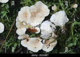 Attēlu rezultāti vaicājumam “Sistotrema confluens”