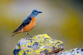 Image result for Monticola saxatilis