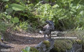 Attēlu rezultāti vaicājumam “Nucifraga caryocatactes adult”