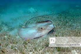 Image result for Himantura uarnak