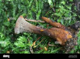 Attēlu rezultāti vaicājumam “Coltricia perennis”