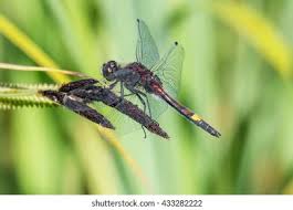 Attēlu rezultāti vaicājumam “Leucorrhinia pectoralis female”