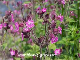 Attēlu rezultāti vaicājumam “Silene dioica”