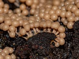 Attēlu rezultāti vaicājumam “Hemitrichia decipiens young”