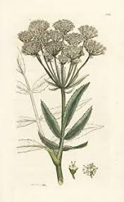 Attēlu rezultāti vaicājumam “Sium latifolium flower”