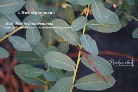 Attēlu rezultāti vaicājumam “Salix myrtilloides”