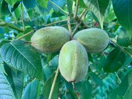 Attēlu rezultāti vaicājumam “Juglans cinerea”