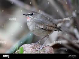 Image result for Luscinia calliope