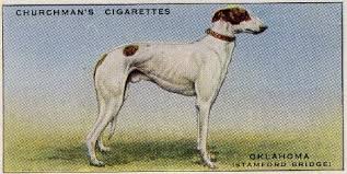 Image result for Reading Greyhound Track