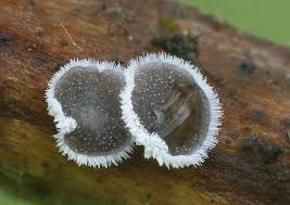 Attēlu rezultāti vaicājumam “Lachnella alboviolascens”