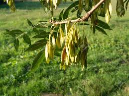 Attēlu rezultāti vaicājumam “Fraxinus excelsior fruit”