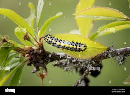 Attēlu rezultāti vaicājumam “Diloba caeruleocephala larva”