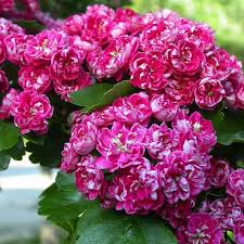 Attēlu rezultāti vaicājumam “Crataegus laevigata”