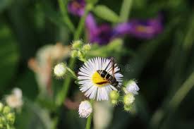 Attēlu rezultāti vaicājumam “Eumenidae”