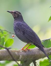 Image result for Zoothera sibirica