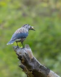 Attēlu rezultāti vaicājumam “Nucifraga caryocatactes”