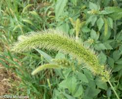 Attēlu rezultāti vaicājumam “Setaria viridis fruit”