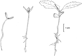 Attēlu rezultāti vaicājumam “Enerthenema papillatum young”