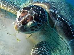 Image result for Chelonia mydas
