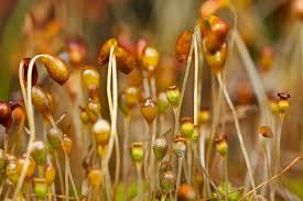 Attēlu rezultāti vaicājumam “Physcomitrium pyriforme”