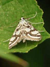 Attēlu rezultāti vaicājumam “Nymphula nitidulata”